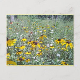 Flores Selvagens Na Pradaria - Cartão Postal