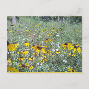 Flores Selvagens Na Pradaria - Cartão Postal