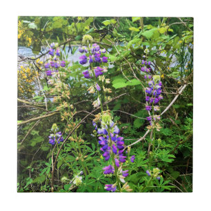 Flores selvagens no Caminho, Oregon