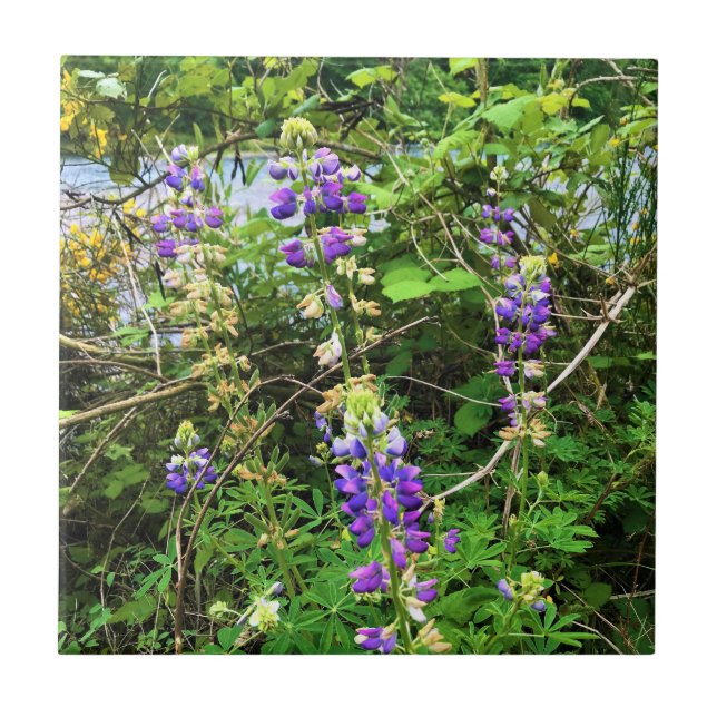 Flores selvagens no Caminho, Oregon (Frente)