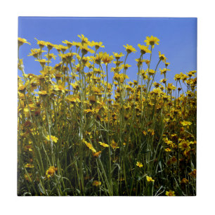 Flores silvestres