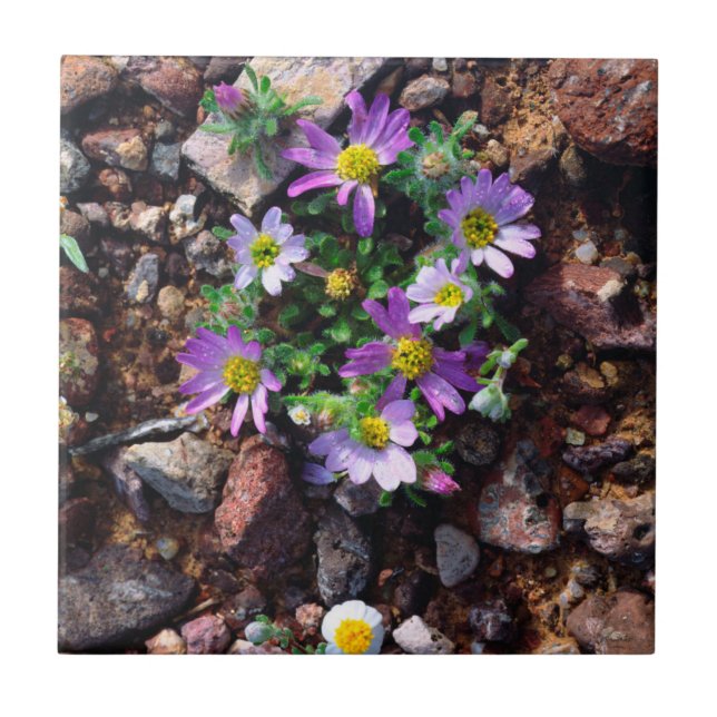 Flores silvestres (Frente)