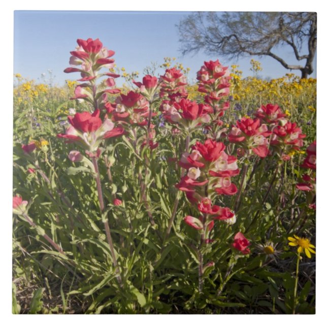 Flores silvestres à beira da estrada no Texas, pri (Frente)