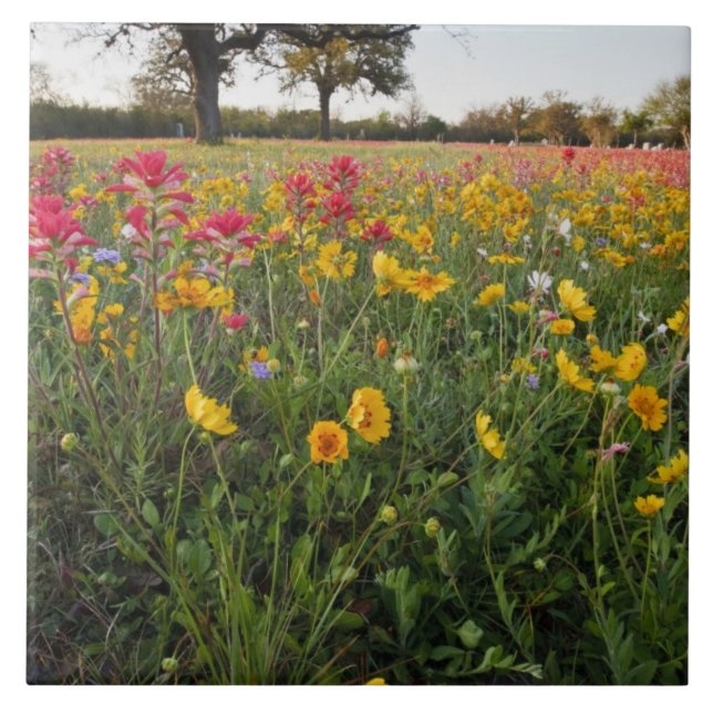 Flores silvestres à beira da estrada no Texas, pri (Frente)
