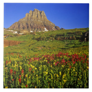 Flores silvestres alpinas em Logan Pass no Glaciar