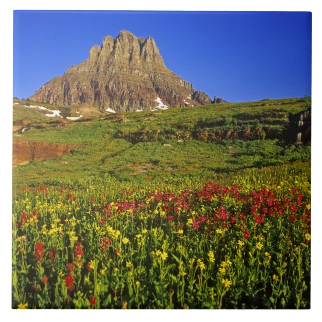 Flores silvestres alpinas em Logan Pass no Glaciar (Frente)