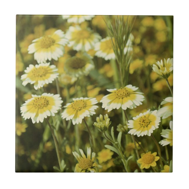 Flores silvestres Amarelo e Branco Girassóis (Frente)