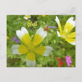 Flores Silvestres: Cartão Postal Branco Amarelo Me