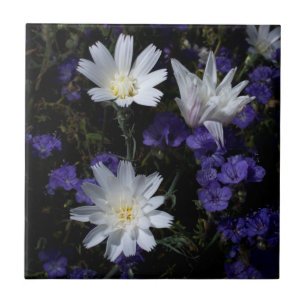 Flores Silvestres Chicory e Phacelia