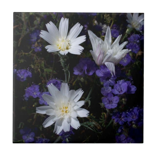 Flores Silvestres Chicory e Phacelia (Frente)