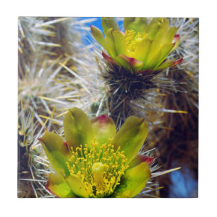 Flores Silvestres de Cacto Cholla Prateado