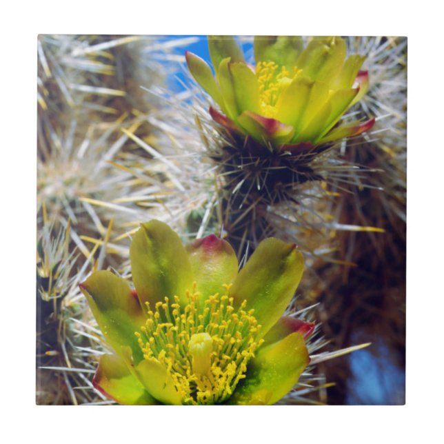 Flores Silvestres de Cacto Cholla Prateado (Frente)