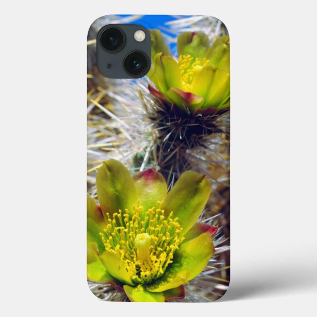 Flores Silvestres de Cacto Cholla Prateado (Verso)