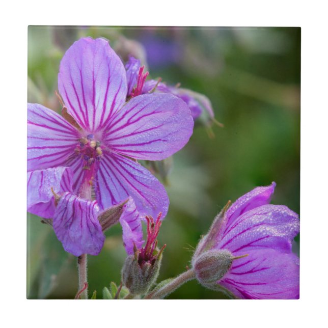 Flores silvestres de gerânio pegajoso (Frente)