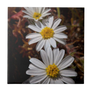 Flores Silvestres Desert Star