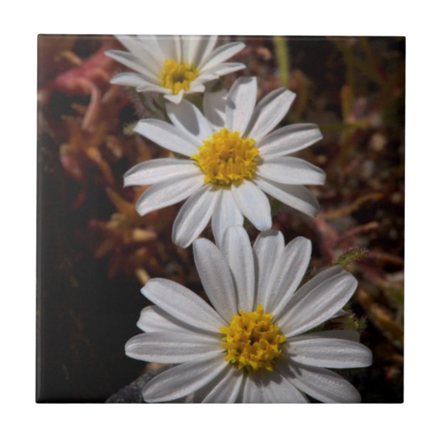 Flores Silvestres Desert Star (Frente)