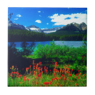 Flores Silvestres Indian Paintbrush