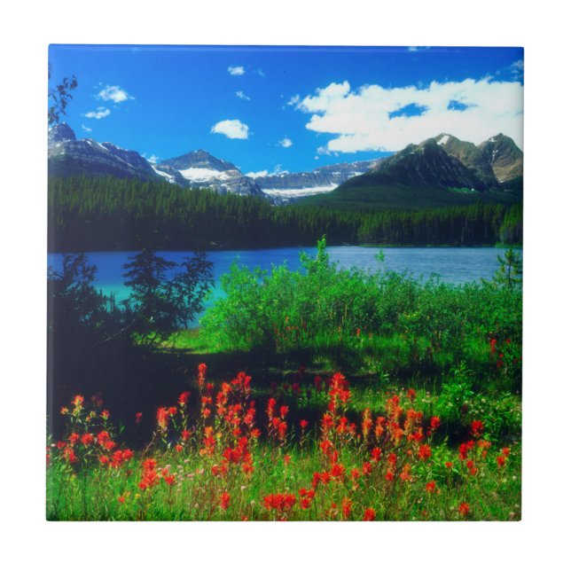 Flores Silvestres Indian Paintbrush (Frente)