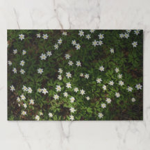 Flores silvestres Mata de papel