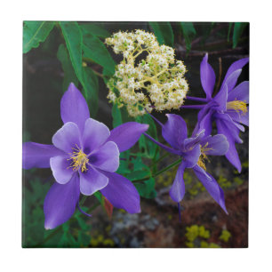 Flores Silvestres Mutantes Columbine