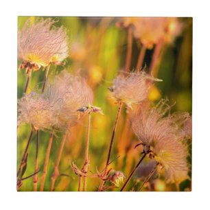 Flores Silvestres Prairie Smoke em Aspen Grove