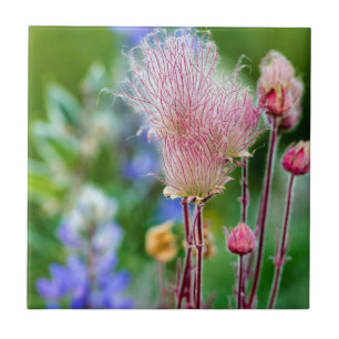 Flores Silvestres Prairie Smoke em Aspen Grove 2