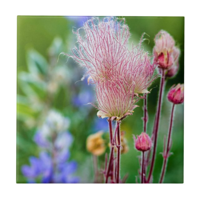 Flores Silvestres Prairie Smoke em Aspen Grove 2 (Frente)