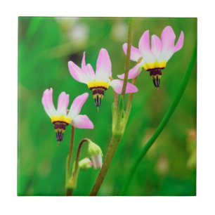 Flores Silvestres Shooting Star no Parque Mission 