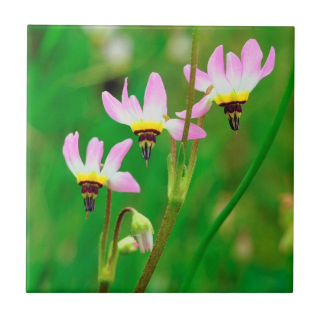 Flores Silvestres Shooting Star no Parque Mission  (Frente)