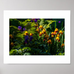 Flores Sunny Garden Iris Nature Poster
