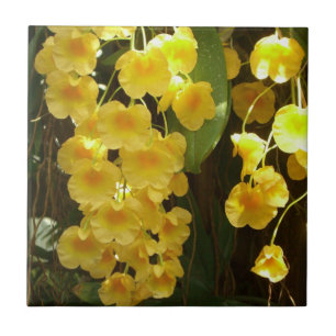 Flores Tropicais das Orquídeas Amarelas