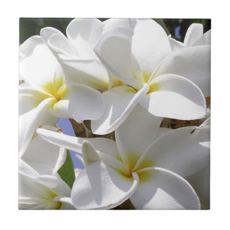 Flores Tropicais De Plumeria