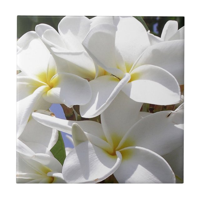 Flores Tropicais De Plumeria (Frente)