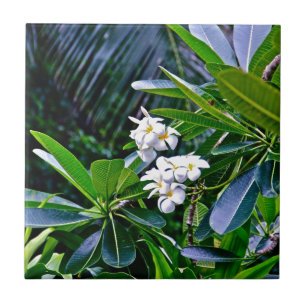 Flores tropicais do Plumeria