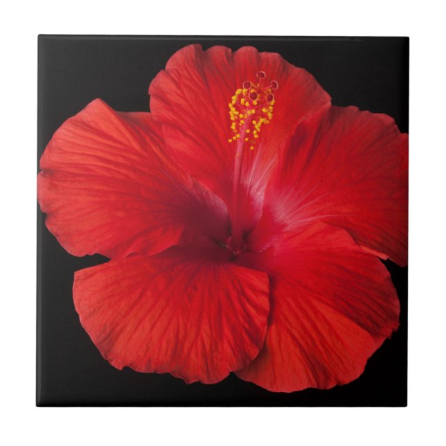 Flores Tropicais Red Hibiscus Floral (Frente)