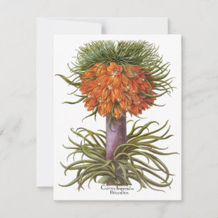 Flores Vintage de Fritillaria Laranja Basilius Bes
