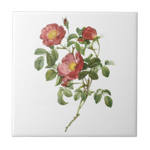 Flores Vintage Floral Rosa Vermelha do Amor por Re