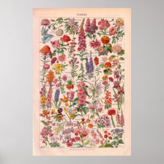 Flores Vintage poster 1920