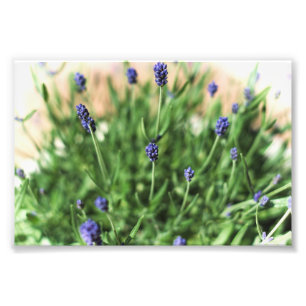 Flores Violetas - Impressão de Foto