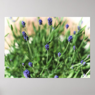 Flores Violetas - Poster