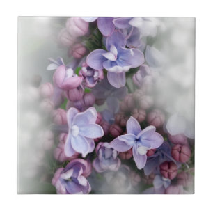 Florescência do Lilac
