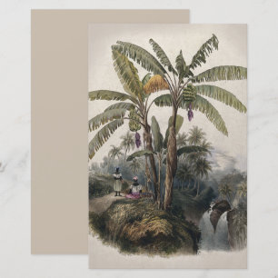 Floresta Antiga de Bananeiras Tropicais Bota Vin