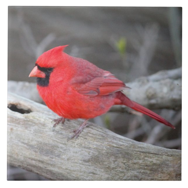 Floresta Cardinal (Frente)
