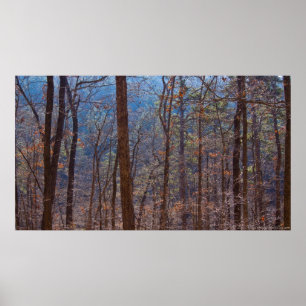 Floresta Colorida de Inverno em Dawn Poster