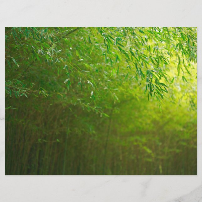 Floresta de bambu (Frente)