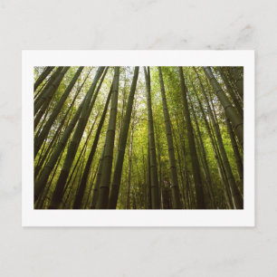 Floresta de Bambu de Sagano, Cartão Postal de Quio