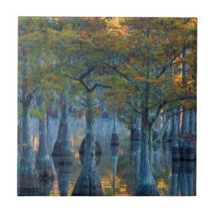 Floresta de Ciprestes