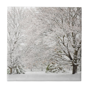 Floresta de inverno de neve
