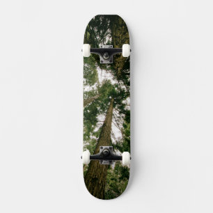 Floresta de Perspectiva de Skateboard
