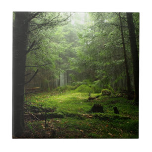 Floresta de Sterious